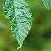 Morus rubra, leaves