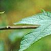 Morus rubra, leaves