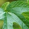 Morus rubra, leaves