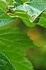 Morus rubra, leaves