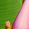 Musa ornata, flowers