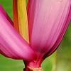 Musa ornata, flowers