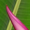 Musa ornata, flowers