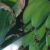 Musa spp., fruit