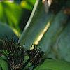 Musa spp., fruit