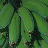 Musa spp., fruit