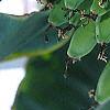 Musa spp., fruit