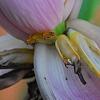 Musa violacea, flowers