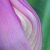 Musa violacea, flowers