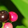 Ardisia elliptica, fruit