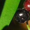 Ardisia elliptica, fruit