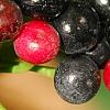 Ardisia elliptica, fruit
