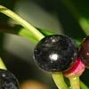 Ardisia elliptica, fruit