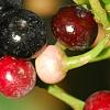 Ardisia elliptica, fruit