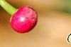 Ardisia elliptica, fruit