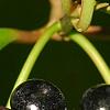 Ardisia elliptica, fruit