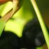 Ardisia elliptica, fruit