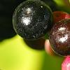 Ardisia elliptica, fruit