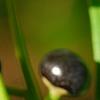 Ardisia elliptica, fruit