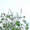 Callistemon lanceolata, habit