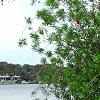 Callistemon lanceolata, habit