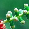 Callistemon lanceolata, flowers