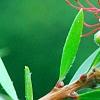 Callistemon lanceolata, flowers