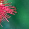 Callistemon lanceolata, flowers