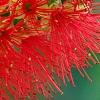 Callistemon lanceolata, flowers