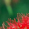 Callistemon lanceolata, flowers