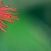 Callistemon lanceolata, flowers
