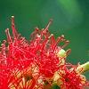 Callistemon lanceolata, flowers