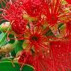 Callistemon lanceolata, flowers