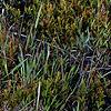 Aletris lutea, habit