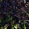 Aletris lutea, habit