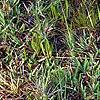 Aletris lutea, habit