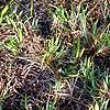 Aletris lutea, habit