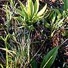 Aletris lutea, habit