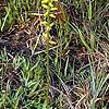 Aletris lutea, habit