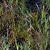 Aletris lutea, habit