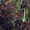 Aletris lutea, habit