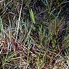 Aletris lutea, habit