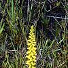 Aletris lutea, habit