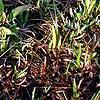 Aletris lutea, habit