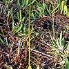 Aletris lutea, habit
