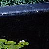 Nymphaea spp., habit