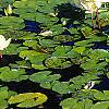 Nymphaea spp., habit