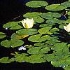 Nymphaea spp., habit