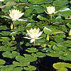 Nymphaea spp., habit