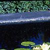Nymphaea spp., habit